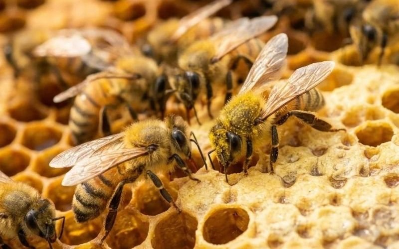 THE BEES COME FIRST. ALWAYS.