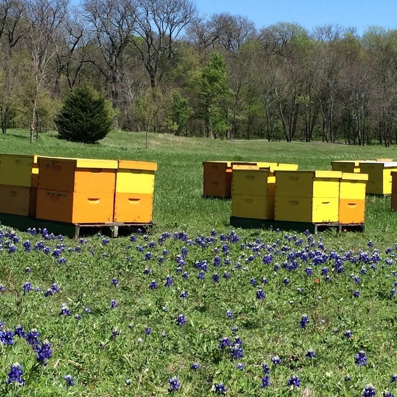 Bee boxes and wild Texas blue bell flowers
