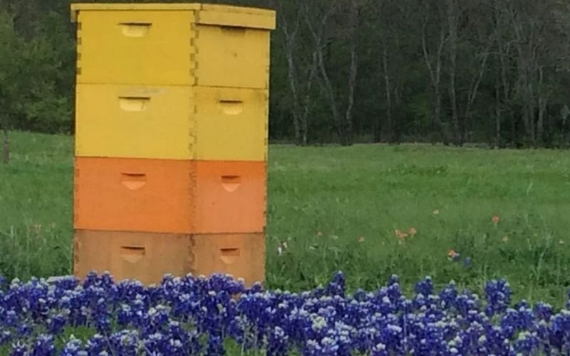FULL-SIZE HIVES