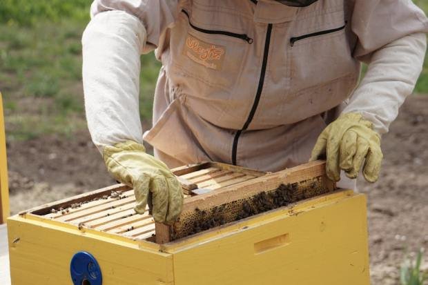 A beekeeper in protective gear handling a honey frame from a beehive in an outdoor apiary.