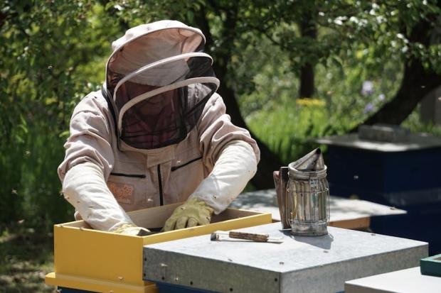 A beekeeper in protective gear tending to the hives using a bee smoker outdoors.