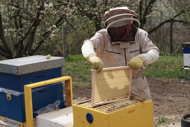 A beekeeper in a suit opens a beehive to inspect honeycombs in a lush outdoor setting.