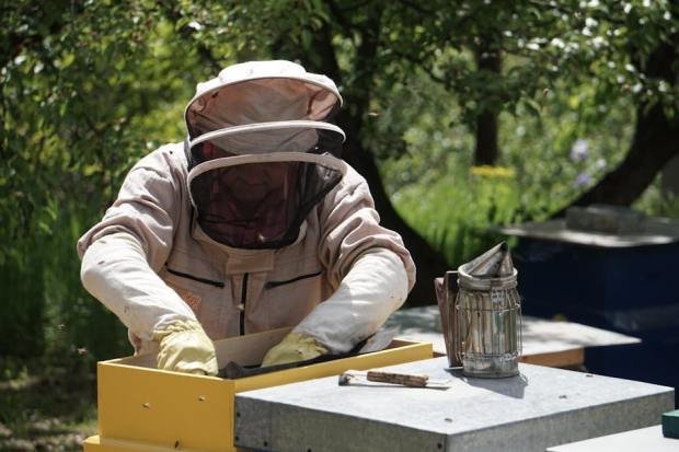 A beekeeper in protective gear works with a hive and bee smoker outdoors on a sunny day.