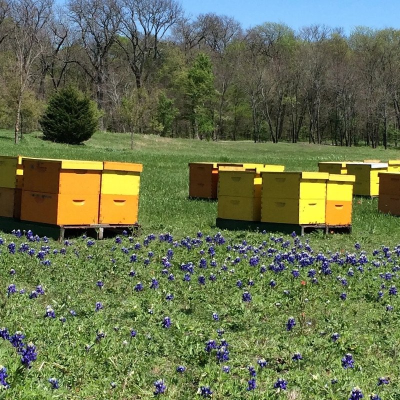 Bee boxes among Texas blue bell flowers