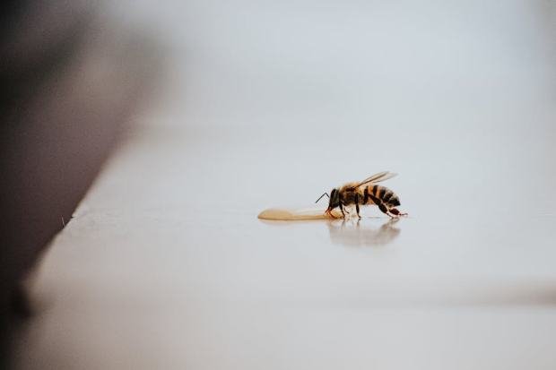 Detailed close-up of a bee drinking honey on a smooth surface in natural light.