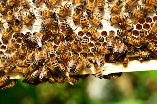 Detailed close-up of honey bees in action on a vivid honeycomb, showcasing nature's beauty.