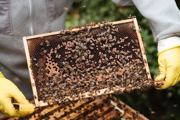 Beekeeper and honeycomb buzzing with bees, showcasing honey production process and safety gear.