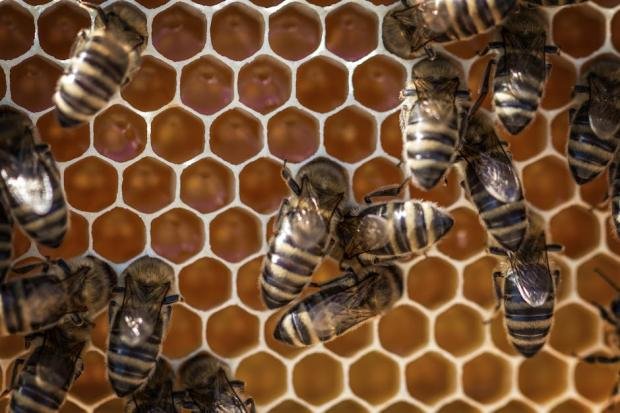 Macro view of bees working on a honeycomb, showcasing intricate hexagonal patterns.