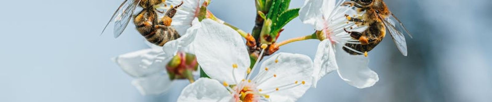 What Are The Best North Texas Plants for Honeybees?