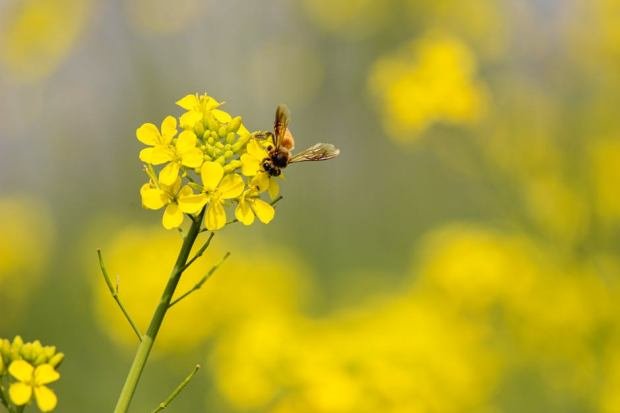 Close-up of a honey bee pollinating a mustard flower in a field, showcasing natural ecosystems.