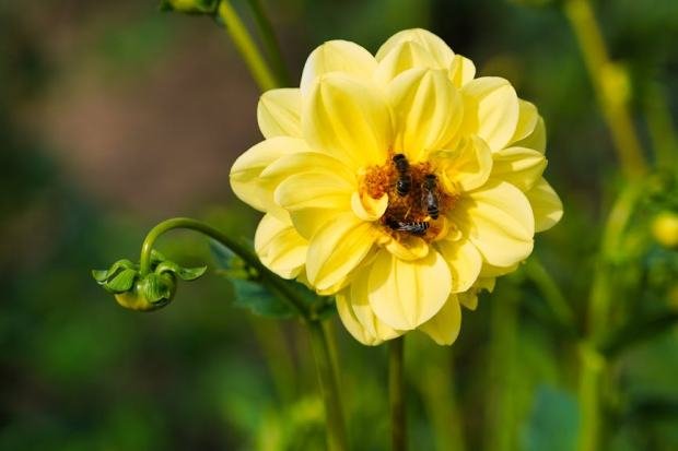 A bee actively pollinates a vibrant yellow dahlia flower in a garden, showcasing nature's beauty.