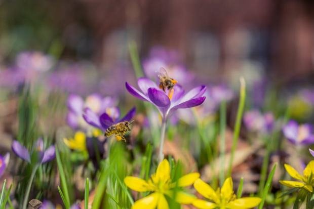 Vibrant macro shot of crocus flowers and bees in a blooming garden, showcasing spring beauty.
