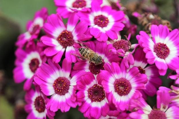 Close-up of vibrant pink flowers featuring a honey bee. Perfect for nature lovers.