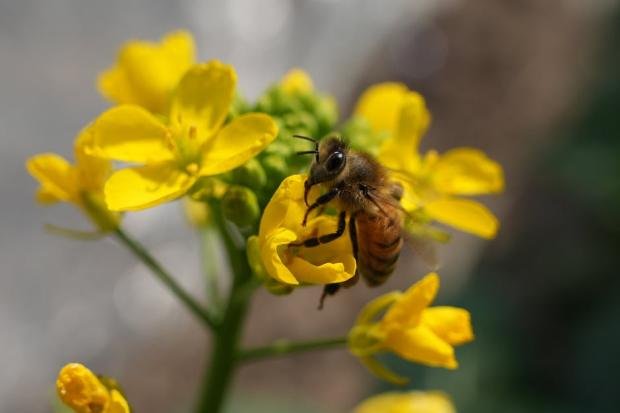 Close-up of a honeybee collecting nectar from vibrant yellow flowers in bright sunlight.