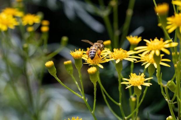 A bee collecting nectar from vibrant yellow wildflowers in a sunny garden setting.
