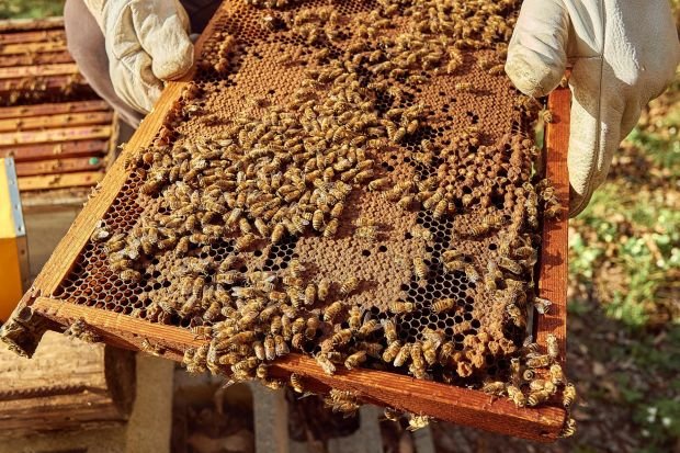 A beekeeper inspects a honeycomb filled with active bees in a sunny outdoor setting.