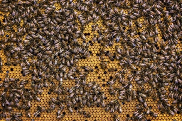 A detailed close-up of bees working on a vibrant yellow honeycomb.