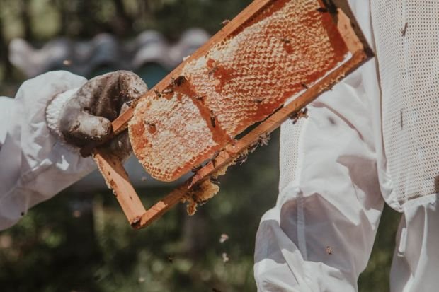 Two beekeepers examine a honey-filled honeycomb frame in an outdoor setting, ensuring safety with protective gear.