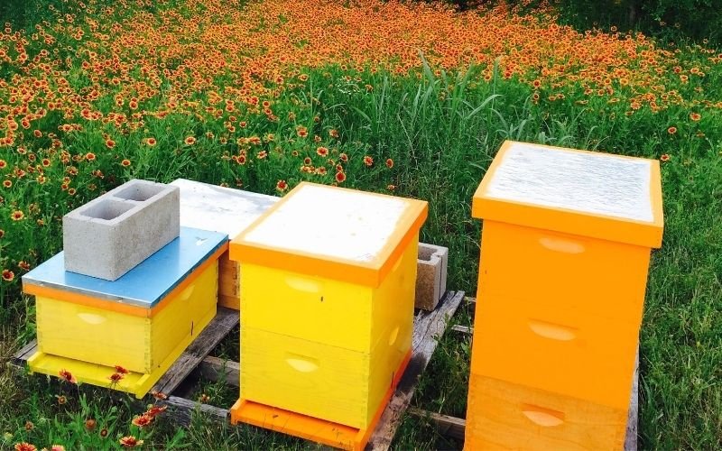 FROM TWO HIVES TO A WAY OF LIFE
