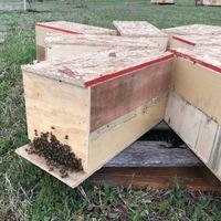 NUCLEUS & FULL-SIZE HIVES