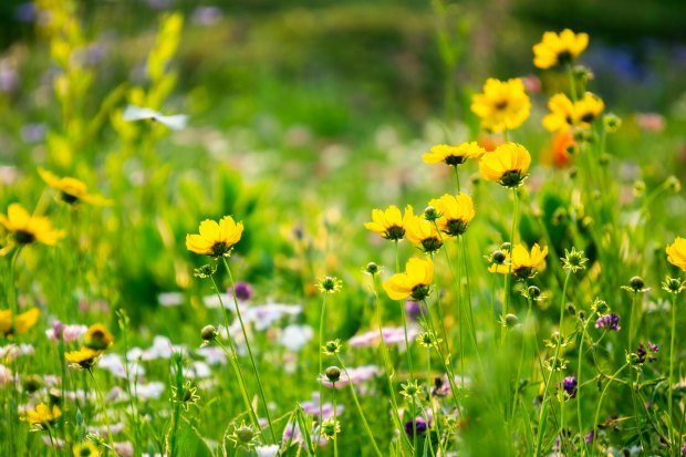 A vivid display of yellow wildflowers in a lush green meadow, capturing the essence of spring.