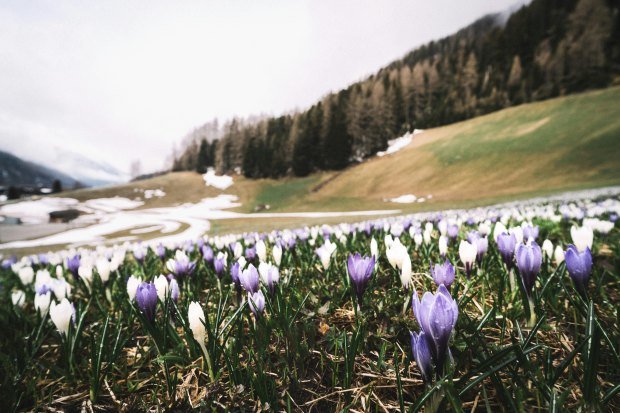 Purple and white crocuses bloom in a mountainous meadow heralding the arrival of spring.