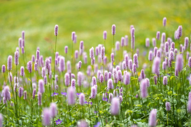 Beautiful spring meadow filled with vibrant purple wildflowers swaying gently in the breeze.