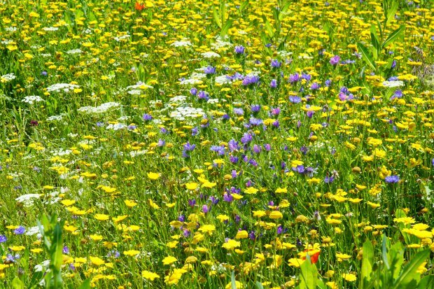 Vibrant wildflowers in a sunny meadow, capture the essence of spring and nature's beauty.