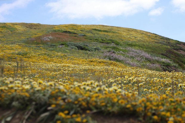 A peaceful hill covered with colorful wildflowers under a clear blue sky in spring.