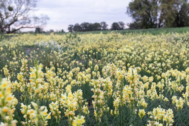 Expansive field of yellow wildflowers under a soft sunset sky, capturing nature's beauty.