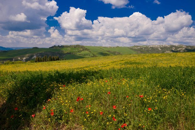 A scenic view of a vibrant spring meadow full of wildflowers under a blue sky with clouds.