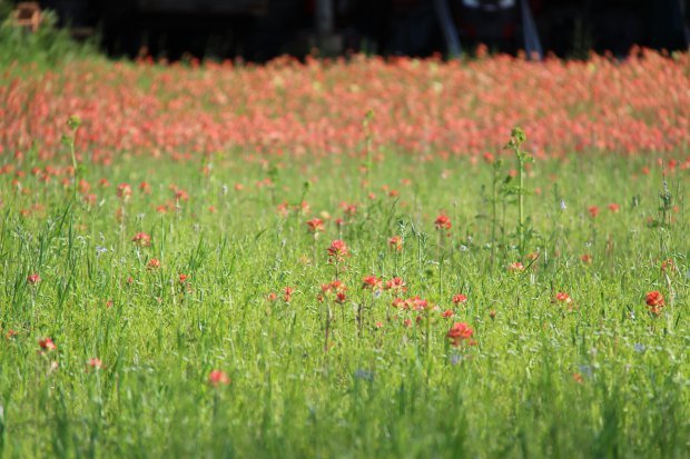 Beautiful open field with vibrant wildflowers in full bloom during spring.