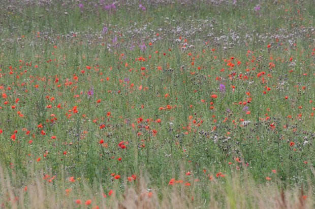 A vibrant field filled with diverse wildflowers showcasing nature's beauty in summer.