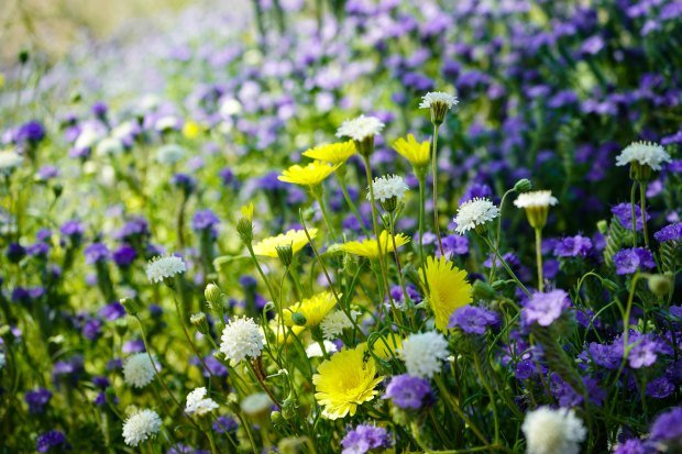 A vibrant field of wildflowers in bloom captured in Borrego Springs, California.