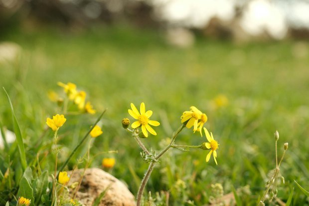 Vibrant yellow wildflowers bloom in a lush green meadow during springtime.