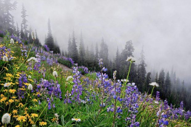 Vibrant wildflowers bloom in a misty forest setting near Port Angeles, WA.