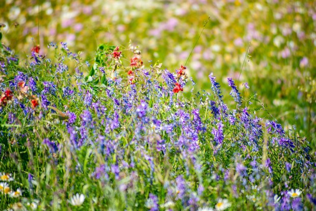 Vibrant meadow filled with colorful wildflowers in full bloom during spring in Tbilisi, Georgia.